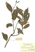 藏品(臺灣山桂花)的圖片